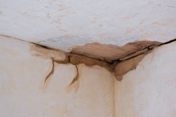 Best Carpet water damage restoration  in Gotha, FL