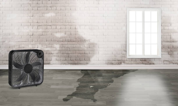 Best Mold removal after water damage  in Gotha, FL